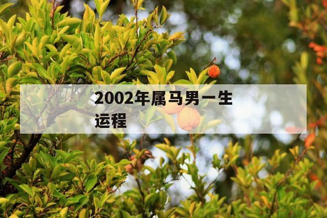 2002年属马男一生运程