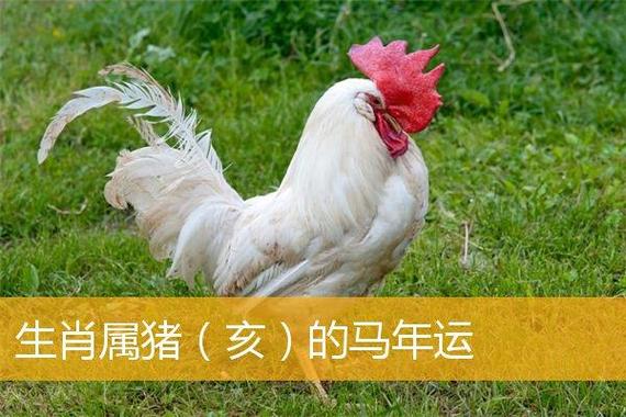 生肖属猪(亥)的马年运