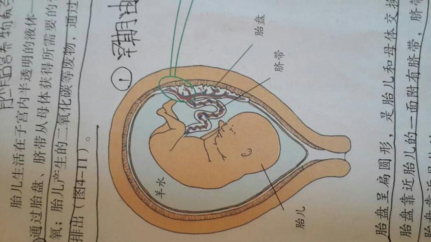 我想知道到底哪一块是胎盘,书上说胎盘有绒毛,绒毛又在哪,书上指的我