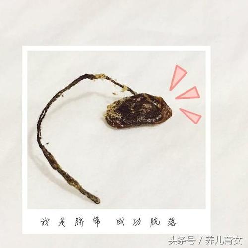 老人家说胎盘要埋在桂花树下,宝宝才能更好的成长