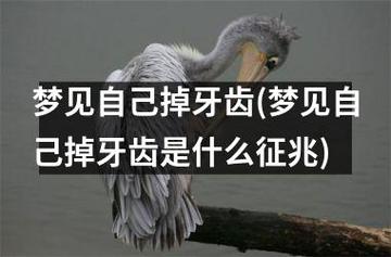 梦见自己掉牙齿(梦见自己掉牙齿是什么征兆)